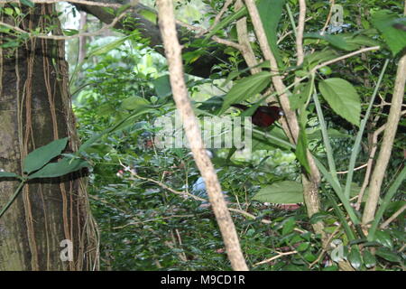 De couleur rougeâtre-beaked Tanager, argent Ramphocelus carbo, sud-américaine songbird, perché sur brindille dans la pluie, gouttes d'eau sur le bas, contre les feuilles humides Banque D'Images