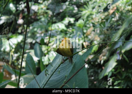 Oiseau jaune weaver. Vu et tourné sur l'auto route safari tour à travers les parcs nationaux de Singapour, en Asie. Banque D'Images