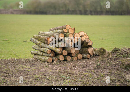 Pile de grumes à sciages de nouveau dans les champs pour être utilisé comme bois de chauffage Banque D'Images
