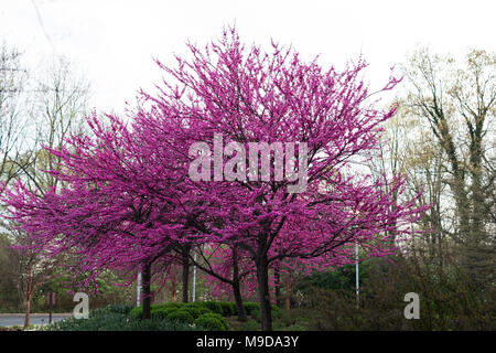 Eastern redbud Cercis canadensis (arbres) qui fleurit au printemps dans la région de Indianapolis, Indiana, USA. Banque D'Images