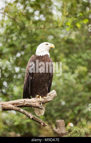 Un pygargue à tête blanche (Haliaeetus leucocephalus) perché dans un arbre. Banque D'Images