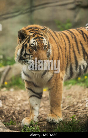 Un homme d'amur (Sibérie) tigre (Panthera tigris tigris) Banque D'Images