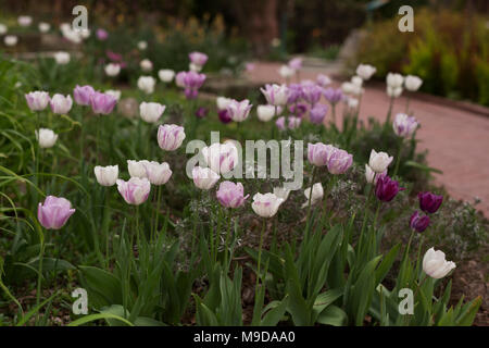 Un lit de jardin de tulipes violet et blanc qui fleurit au printemps. Banque D'Images