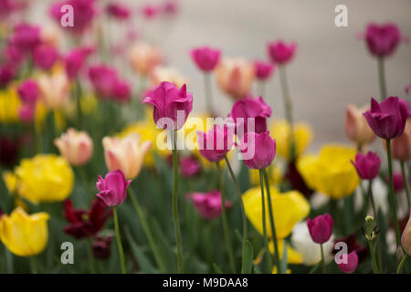 Un lit de jardin plein de fleurs tulipes rose et jaune au printemps. Banque D'Images
