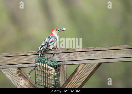 Un pic à ventre roux (Melanerpes carolinus) se trouve sur une perche en bois avec un morceau de suif dans sa bouche. Banque D'Images