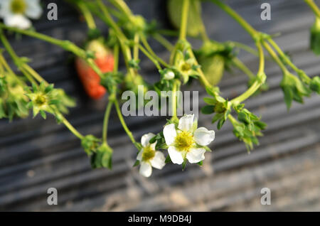 Blanc en fleurs fleurs de fraise sur la tige Banque D'Images