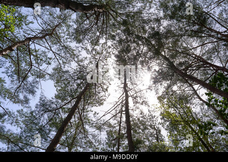 Vu les arbres du fond avec la transmission vers le bas entre les branches d'un breezy en fin d'après-midi. Banque D'Images