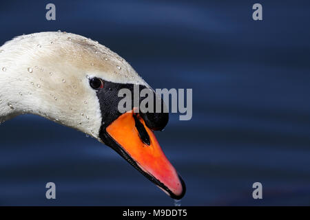 Vue de côté détail portrait d'un cygne muet contre un arrière-plan le lac bleu Banque D'Images