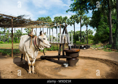 Boeuf blanc mâle tirant un moulin à huile, utilisé pour moudre les arachides et la production d'huile d'arachide. Les champs d'agriculture birmane de palmiers à tourner en rond les voies en Asie Banque D'Images