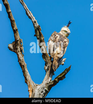 Hawk Changeable-eagle ou crested hawk-eagle (Nisaetus cirrhatus), d'un rapace perché dans un arbre mort sur fond de ciel bleu, le parc national Udawalawe, Sri Lanka Banque D'Images