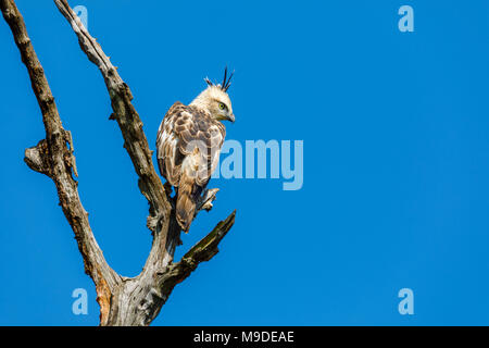 Hawk Changeable-eagle ou crested hawk-eagle (Nisaetus cirrhatus), d'un rapace perché dans un arbre mort sur fond de ciel bleu, le parc national Udawalawe, Sri Lanka Banque D'Images