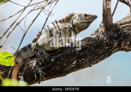 Iguana se prélasser sur une branche ombragé sur la côte ouest du Nicaragua Banque D'Images