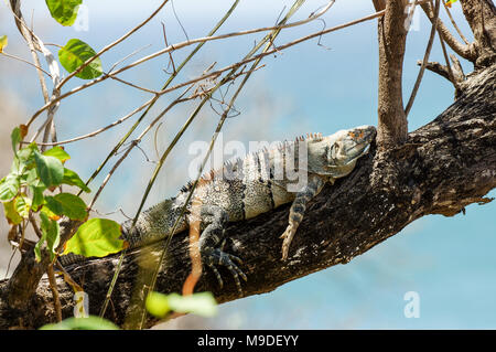 Iguana se prélasser sur une branche ombragé sur la côte ouest du Nicaragua Banque D'Images