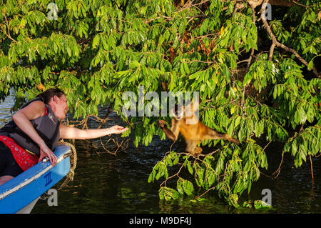 Des excursions en bateau s'arrêter pour regarder les singes araignées sur les îlots de Granada au Nicaragua Banque D'Images