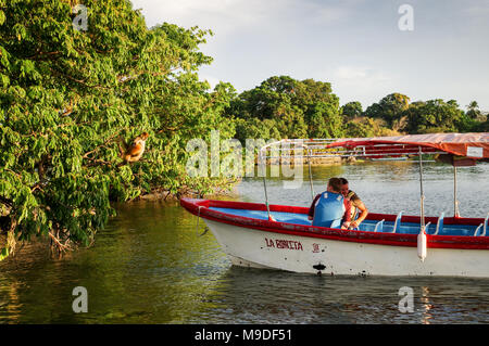 Des excursions en bateau s'arrêter pour regarder les singes araignées sur les îlots de Granada au Nicaragua Banque D'Images