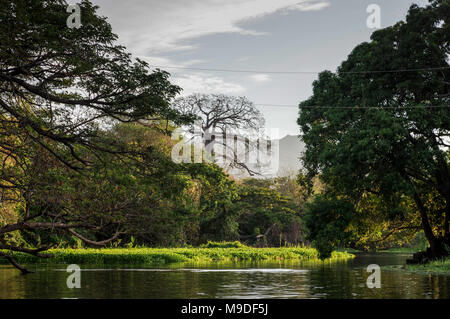 Une végétation luxuriante couvrant les îlots de Grenade sur le lac Cocibolca au Nicaragua, en Amérique centrale Banque D'Images