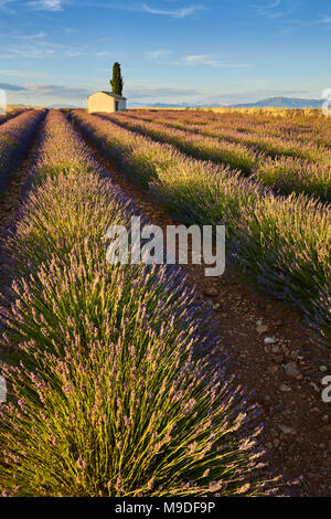 Champs de lavande de Valensole avec cyperss arbre et maison en été au coucher du soleil. Alpes de Haute Provence, Région PACA, France Banque D'Images