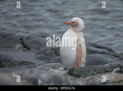 Un leucistic Gentoo pingouin sur un rivage rocailleux en Antarctique Banque D'Images