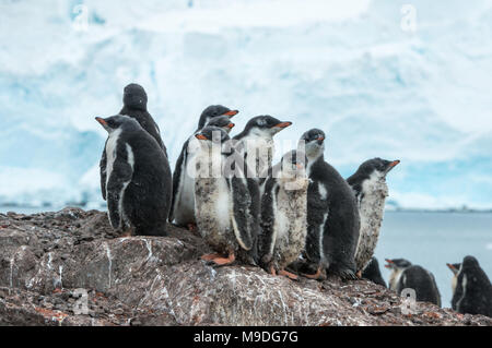Sécurité dans le nombre. Une Gentoo pingouin conciliabules crèche ensemble pour la sécurité sur un monticule rocheux dans l'Antarctique Banque D'Images