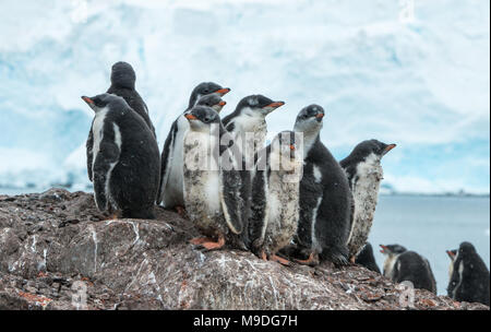 Sécurité dans le nombre. Une Gentoo pingouin conciliabules crèche ensemble pour la sécurité sur un monticule rocheux dans l'Antarctique Banque D'Images