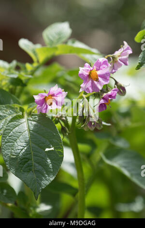 Fleurs de pommes de terre sur le plant de pomme de terre en jardin urbain, Londres, Royaume-Uni, Europe Banque D'Images