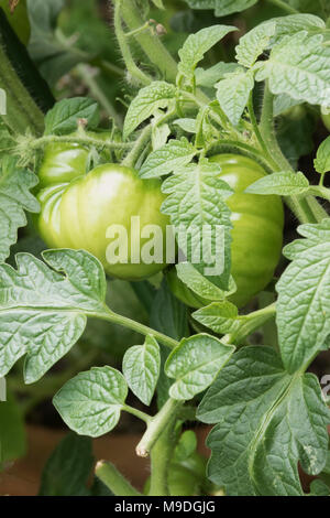 Tomates beefsteak vert et les feuilles de vigne poussant naturellement et non à des fins commerciales dans un jardin urbain à Londres, en Angleterre, en europe Banque D'Images