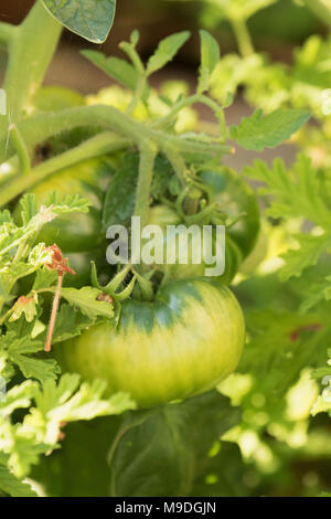 Tomates beefsteak vert et les feuilles de vigne poussant naturellement et non à des fins commerciales dans un jardin urbain à Londres, en Angleterre, en europe Banque D'Images