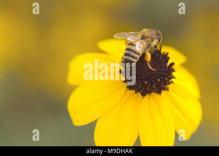 Abeille sur Black Eyed Susan Banque D'Images