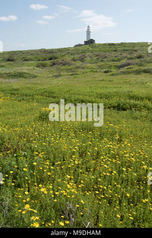 Phare de Paphos avec fleurs de printemps jaune protégeant le port de Paphos, Paphos, Chypre, Côte Méditerranéenne, Europe Banque D'Images