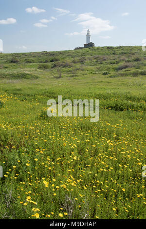 Phare de Paphos avec fleurs de printemps jaune protégeant le port de Paphos, Paphos, Chypre, Côte Méditerranéenne, Europe Banque D'Images