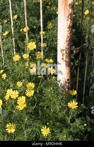 Couronne jaune fleurs Daisy sur sol non cultivé avec des balustrades rouillées blanc et clôture dans la région de Paphos Chypre au printemps. L'Europe, Banque D'Images