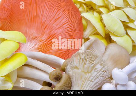 Assortiment de champignons asiatiques Banque D'Images