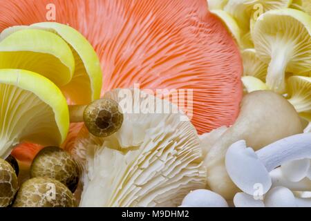 Assortiment de champignons asiatiques Banque D'Images