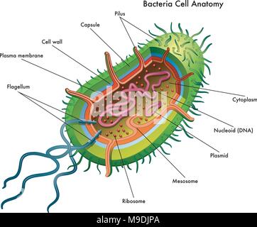 Vector illustration médicale de l'anatomie cellulaire des bactéries Illustration de Vecteur