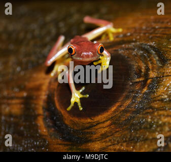 Aux yeux rouges de parachutisme, Agalychnis saltator, juvénile, Tortuguero, Costa Rica Banque D'Images