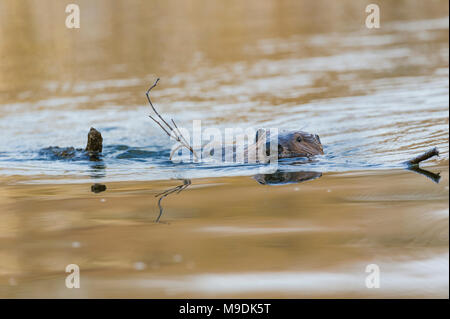 Castor (Castor canadensis), faisant de branches et de brindilles lodge, MN, USA, par Dominique Braud/Dembinsky Assoc Photo Banque D'Images