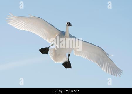 Cygne trompette (Cygnus buccinator) débarquement sur la rivière Sainte-Croix, WI, USA, fin janvier, par Dominique Braud/Dembinsky Assoc Photo Banque D'Images