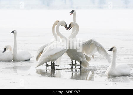 Les cygnes trompettes (Cygnus buccinator), posture territoriale, rivière Ste-Croix, WI, États-Unis d'Amérique, à la mi-janvier, par Dominique Braud/Dembinsky Assoc Photo Banque D'Images