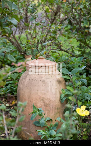 Forcer la rhubarbe vieux pot dans le coin du jardin. Banque D'Images