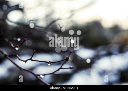 Gouttes de pluie sur une branche. faible profondeur de champ. Banque D'Images