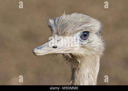 Portrait de nandou (Rhea americana), également connu sous le nom de la politique commune de RHEA. Banque D'Images