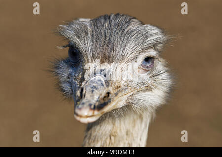 Portrait de nandou (Rhea americana), également connu sous le nom de la politique commune de RHEA. Banque D'Images