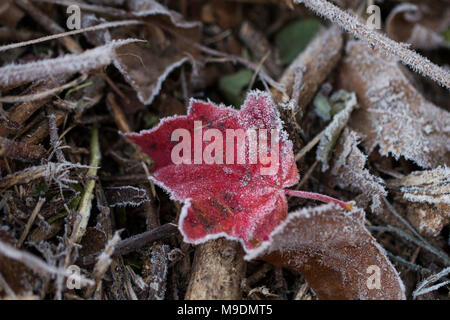 A l'érable rouge (Acer rubrum) feuille décrite dans le givre se trouve sur le terrain par un froid matin d'automne. Banque D'Images