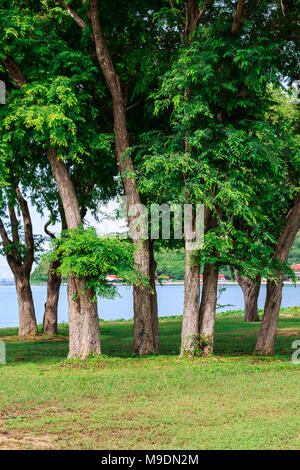 Tamarind Tree by the sea Banque D'Images