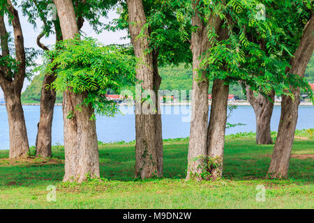 Tamarind Tree by the sea Banque D'Images