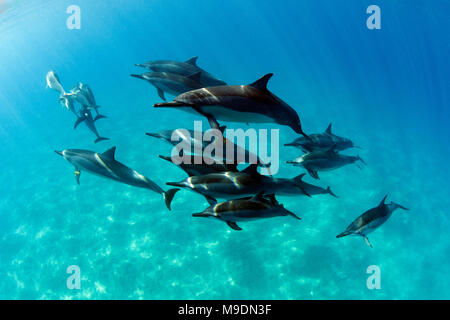 Groupe de dauphins à Makena, Maui, Hawaii. Banque D'Images