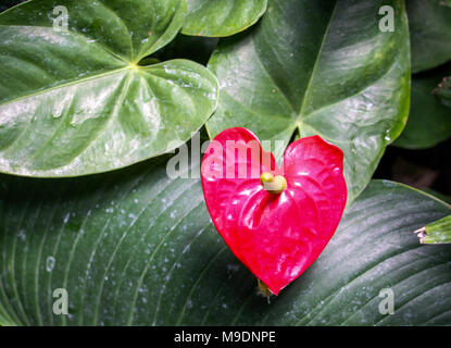 Feuilles en forme de coeur rouge contre les feuilles vertes Banque D'Images