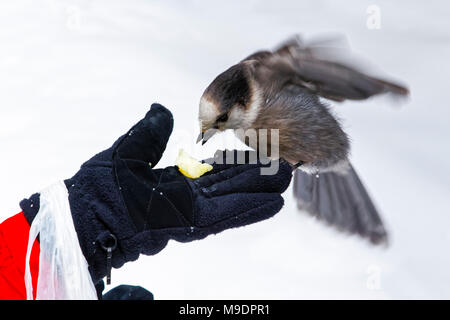 43 118,09134 close-up de geai gris, Canada jay battre des ailes et de manger à l'extérieur d'une main gantée de la femme alors qu'elle alimente l'oiseau Banque D'Images