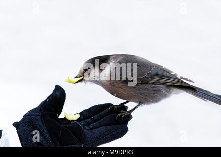 43 118,09138 close-up de geai gris, Canada jay manger à l'extérieur d'une main gantée de la femme alors qu'elle alimente l'oiseau Banque D'Images