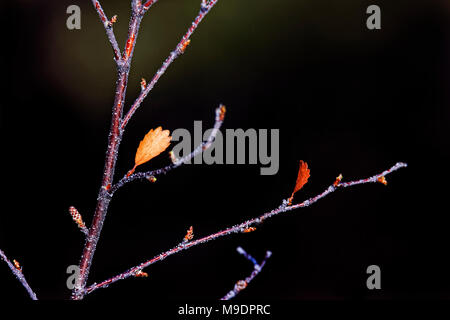 Chaud 43 120,09228 close-up d'un arbuste d'hiver rouge rougeâtre de brindilles, brun-jaune et les feuilles et les bourgeons contre un arrière-plan foncé presque noir Banque D'Images